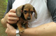 Regalo dachshund cachorros