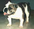 Registrado cachorros bulldog inglés para adopción - Foto 1