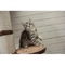 Sano y hermoso gatitos de Maine Coon - Foto 1