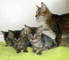 Savannah Kittens disponible - Foto 1