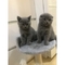 Scottish fold kittens