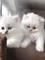 Todo el gatito persa blanco