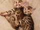 Un gato registrado de Bengala para ser adoptado en un hermoso hog - Foto 1