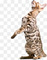 Un gato registrado de bengala para ser adoptado en un hermoso hog