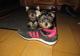 Urge adopcion - hermosos yorkshire terrier - Foto 1