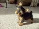 Yorkie cachorros diminutos para su aprobación - Foto 1