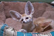 9 semanas y 5 días de edad fennec zorros - Foto 1