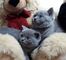 Agatha azul bsh gatitos nacidos el 10 de marzo de 2019