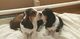 Basset Hound cachorros para un buen hogar - Foto 1