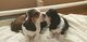 Basset hound cachorros para un buen hogar