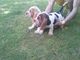 Basset hound masculino y femenino