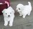 Bichon maltés explendidos - Foto 1