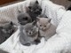 British Shorthair gatitos para la venta - Foto 1