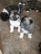 Cachorros de akita americanos