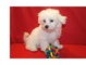 Cachorros de Bichon Maltes miniatura con pedigri. NACIONALES! - Foto 1
