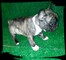 Cachorros de bulldog frances - Foto 1