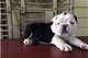 Cachorros de Bulldog Ingles con papeles - Foto 1