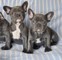 Cachorros de bulldogs franceses de calidad - Foto 2