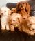 Cachorros de cavapoo