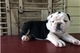 Cachorros de pura raza Bulldog Ingles disponibles - Foto 1