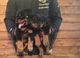 Cachorros de rottweiler - Foto 1