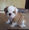 English Bulldog Puppies en venta FFDG4T4 - Foto 1