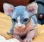 Gatitos sphynx sanos masculinos y femeninos que buscan nuevos hog