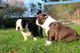 Hermosos cachorros boston terrier disponibles - Foto 1