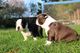 Hermosos cachorros boston terrier disponibles