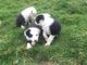 Hermosos cachorros de border collie