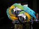 Impresionante par de loros guacamayo azul y dorado - Foto 1