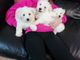 Impresionantes cachorros de Bichon Frise - Foto 1