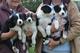 Impresionantes collie border cachorros disponibles