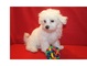 Increíbles bichon maltes: hermoso, precioso, muy buen cabello