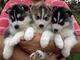 Ojos azules cachorros husky siberiano para la adopción