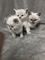 Preciosos gatitos Ragdoll disponibles - Foto 1