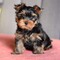 Regalo machos y hembras cachorros de yorkie para adopcion - Foto 1