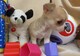 Regalo mini toy cachorros de raza chihuahua para adopcion - Foto 1
