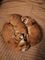 Savannah gatitos serval disponible y caracal