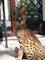 Savannah gatitos Serval disponible y Caracal - Foto 2