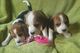 Tengo una hermosa camada de cachorros Beagle listos - Foto 1