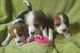 Tengo una hermosa camada de cachorros beagle listos