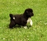 3 hermosos cachorros de akita