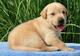 Adorables cachorros labradores listos para regalo y adopcion hytg