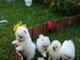 Adorables pedigree pomeranian puppies ready