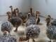Aves de corral, emú, avestruces, loros y huevos fertilizados - Foto 2