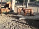 Bonsmara Heifers and bulls Online - Foto 1