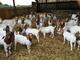 Cabras lecheras, vacas lecheras, ovejas lecheras, terneros, novil - Foto 2