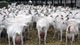 Cabras y ovejas para producción de leche disponible - Foto 1