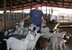 Cabras y ovejas para producción de leche disponible - Foto 2